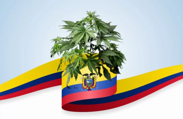 总统表态支持，哥伦比亚推进新大麻合法化法案