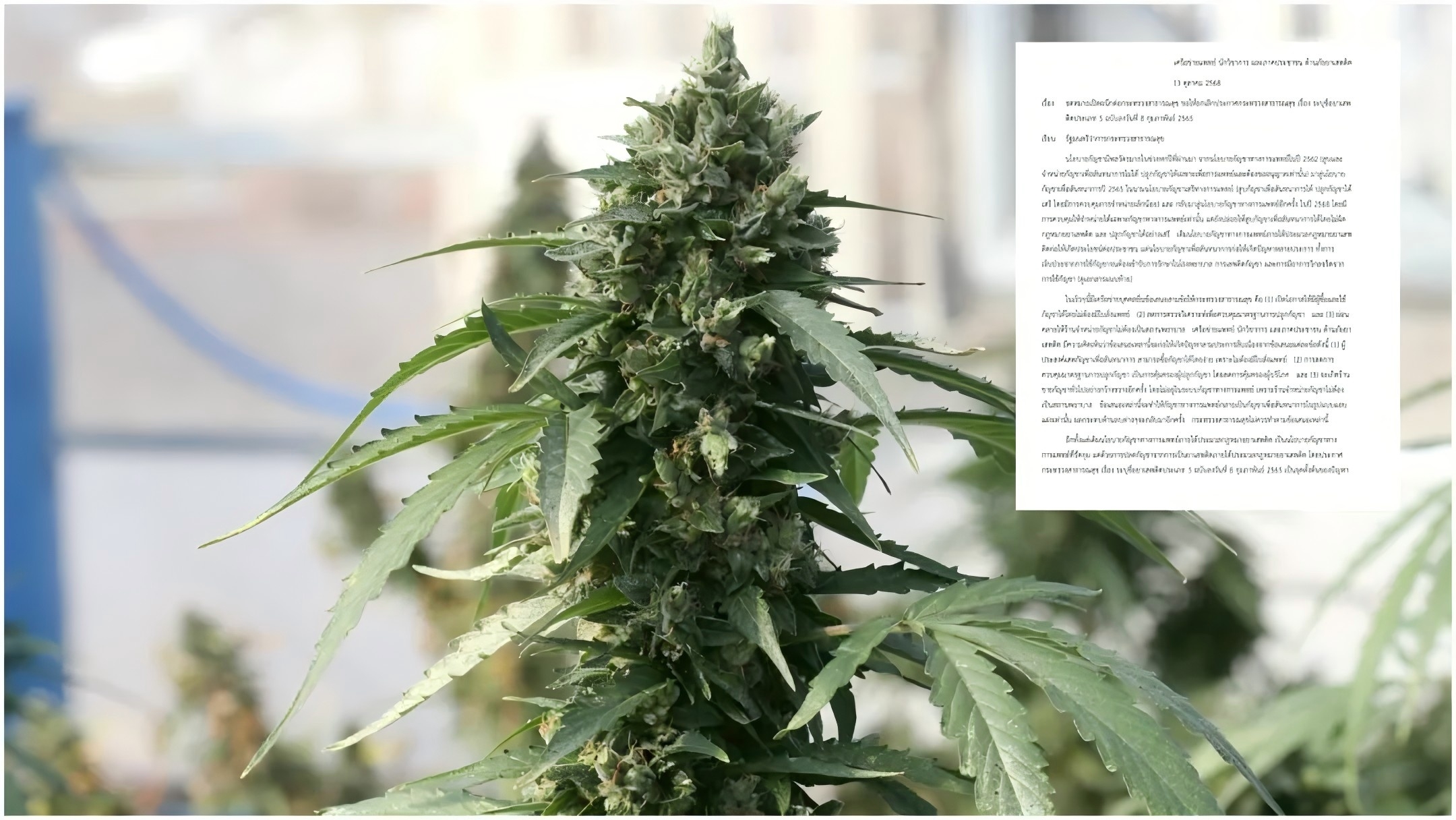 泰国医学界联名致信卫生部：撤销大麻合法化公告！严禁娱乐用！