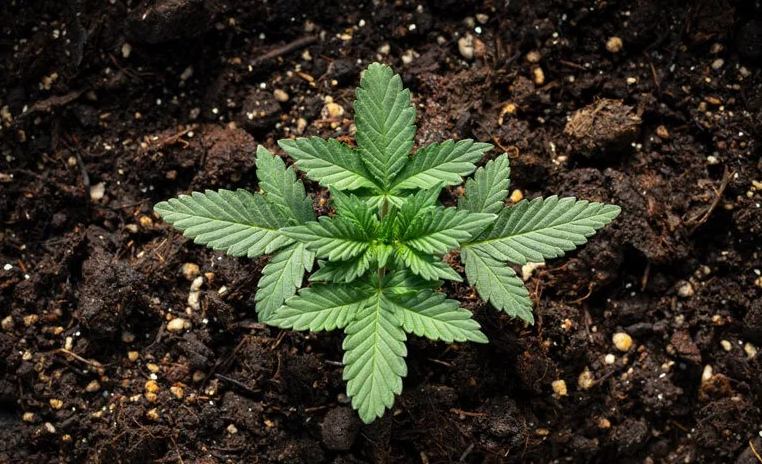 美国农业部新研究表明：土壤会影响THC、CBD和萜烯含量