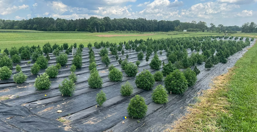 可谓雄心勃勃，哈萨克斯坦一口气批准了281个工业大麻品种