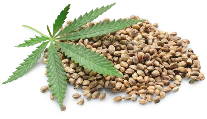 波兰汉麻新品种落户阿根廷，开启该国籽用和纤维新新局面