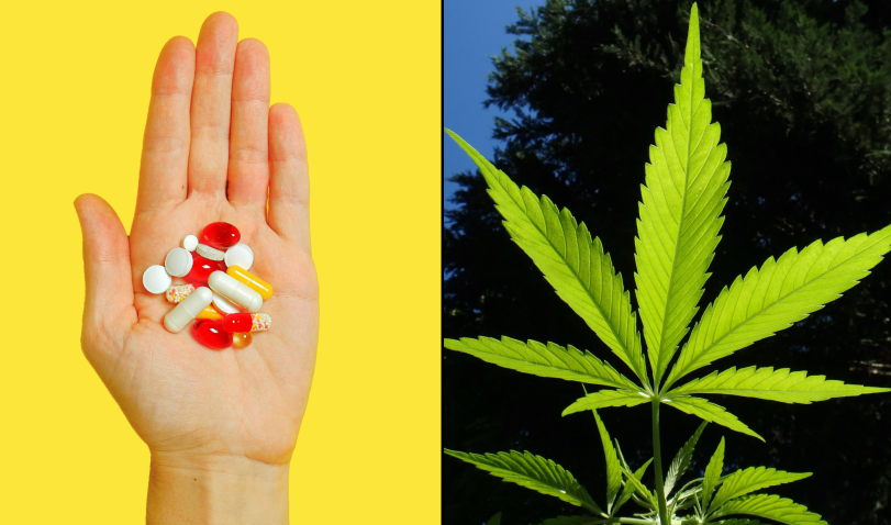 美国医学会研究表明：大麻合法化有助于癌症患者减少阿片类药物使用量