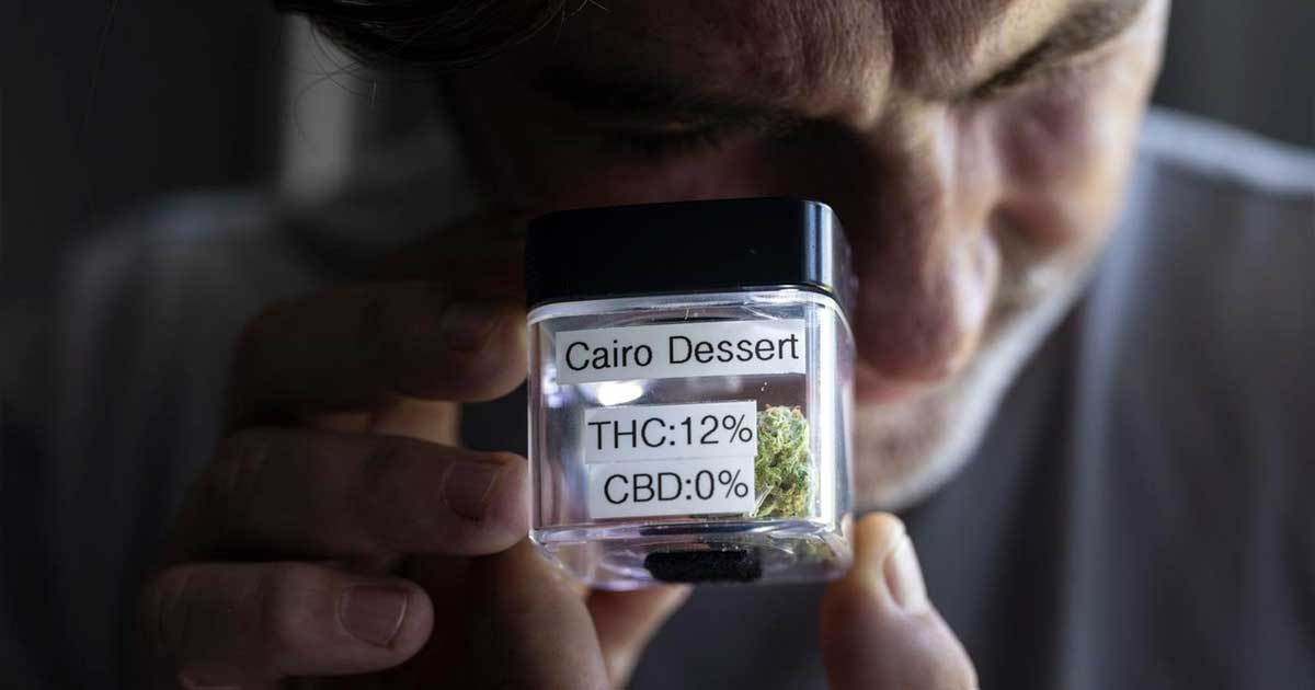 瑞士大麻试点项目延期至2028年，共消费750公斤大麻和37公斤THC产品