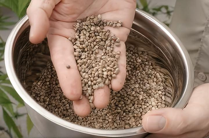 澳大利亚工业大麻里程碑式试验成功，中国品种的生物量和麻籽产量最高