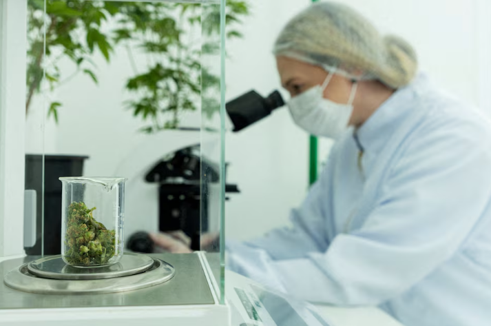 行业里程碑！巴西农业研究机构获准开展大麻研究