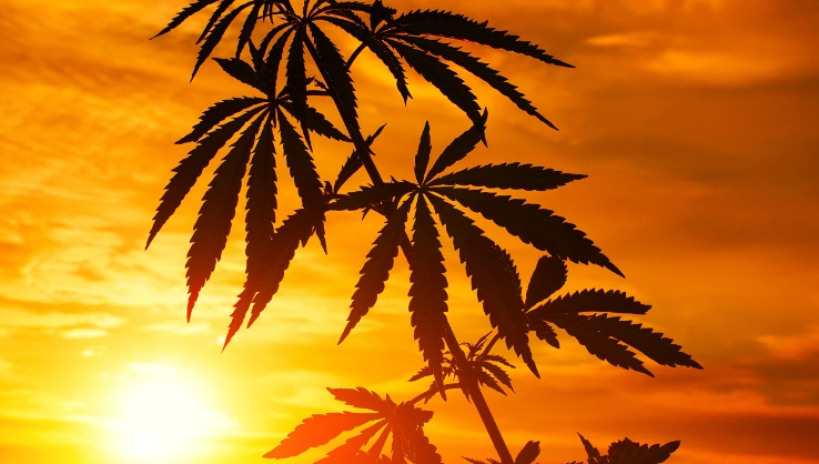 观点│联邦汉麻禁令：保护公众健康值得称赞，但后果可能是灾难性的