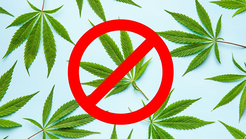 好消息，欧洲法院可能推翻意大利对汉麻花和CBD的禁令