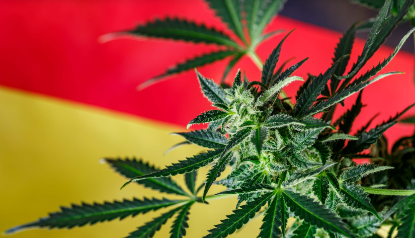 德国医用大麻进口量持续增长，分析人士称，拟出台的限制措施可能适得其反