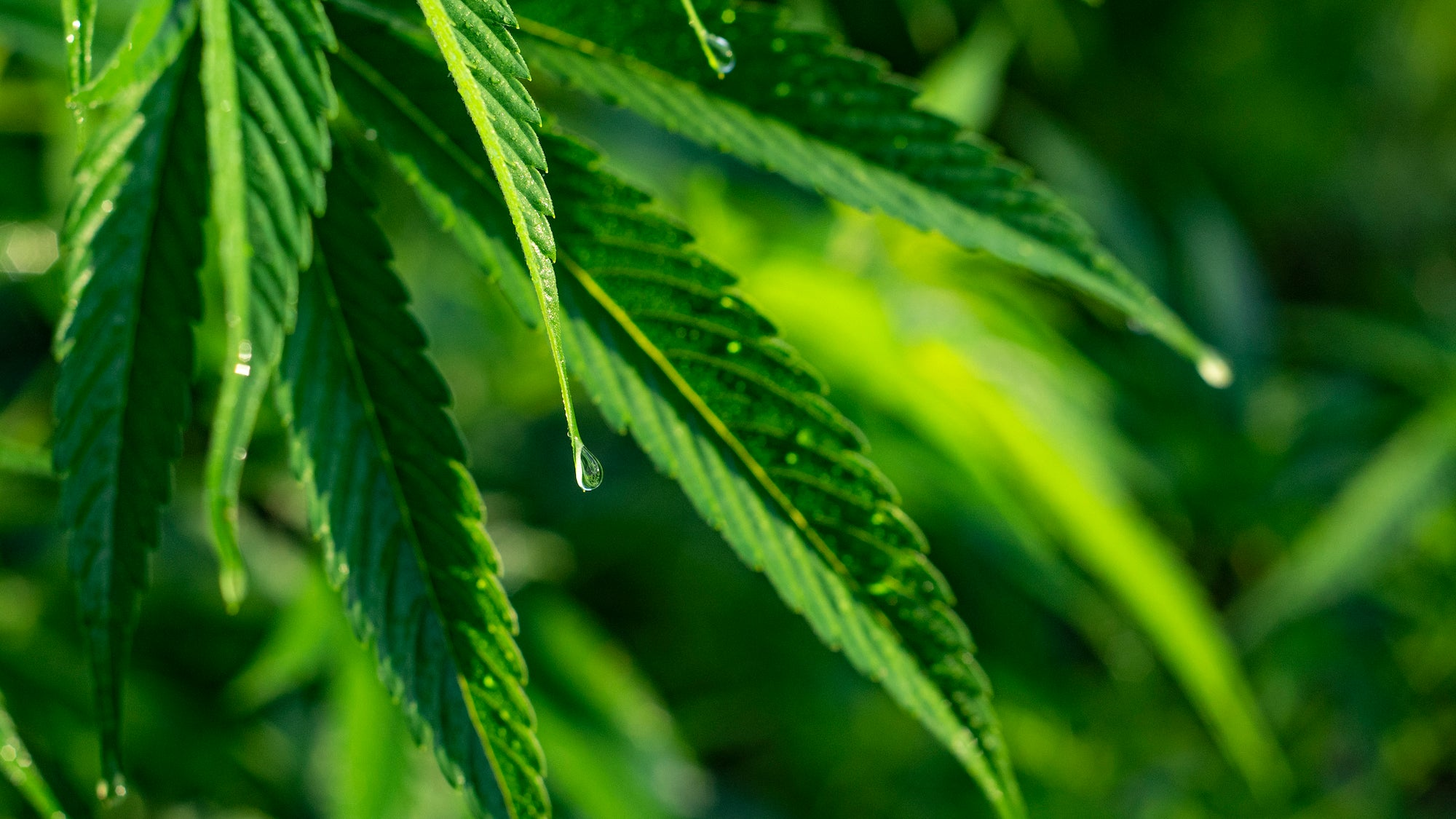 巴西拟将汉麻THC含量提高至1.0%