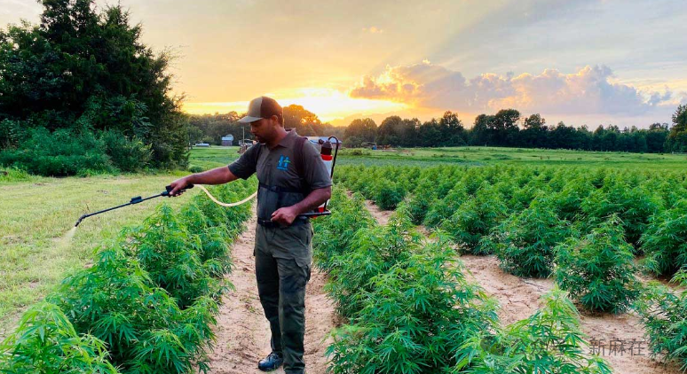 整整十倍！南非汉麻THC含量上限已提高至2%