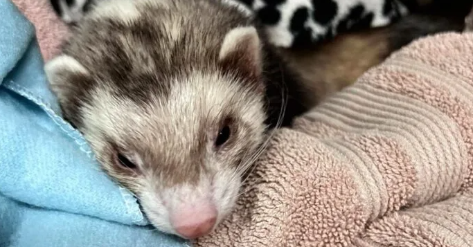 小心！宠物大麻素中毒