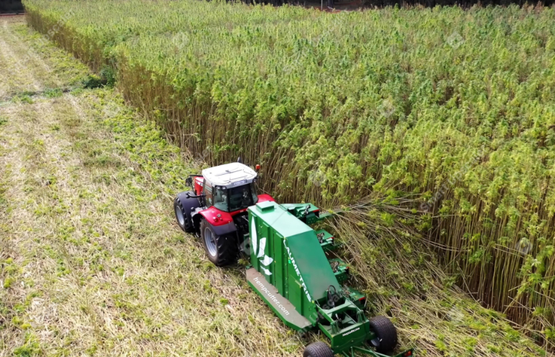行业报告：澳新两国汉麻产业正在进入协同发展的关键阶段