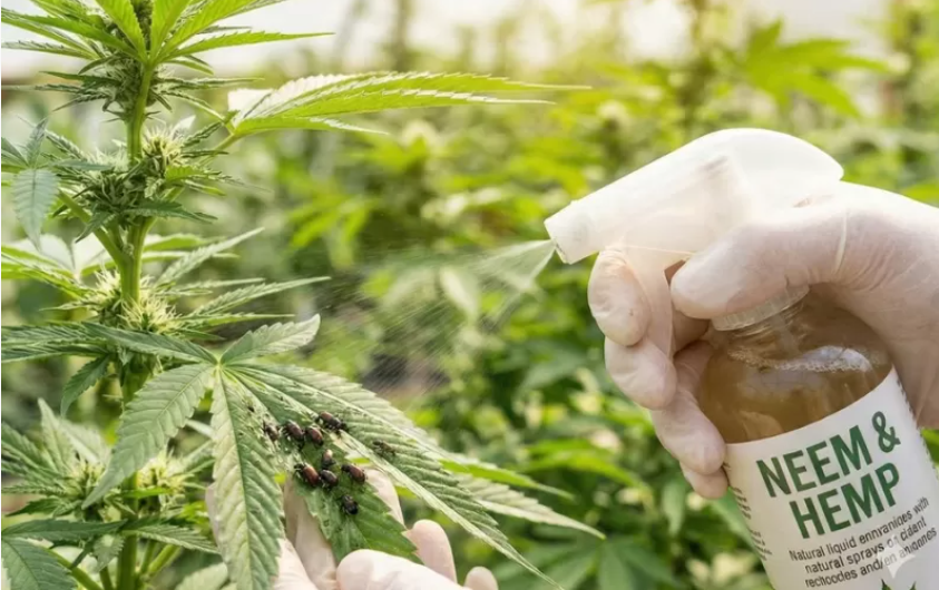 除了“嗨”，大麻还有另一种神奇用途