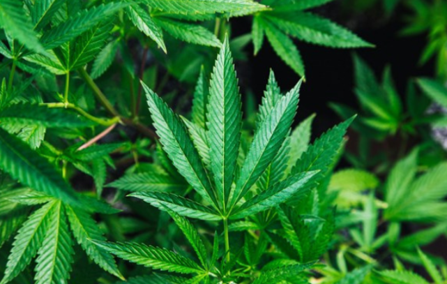 澳大利亚调查显示：64%的人支持将医用大麻纳入主流医疗保健