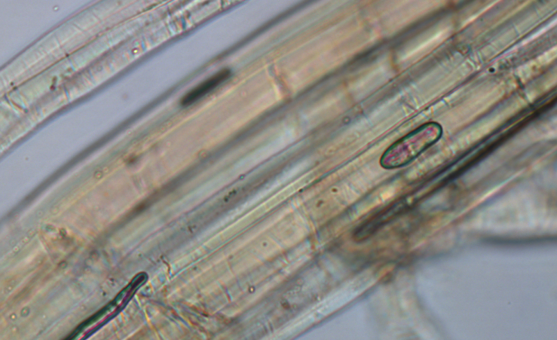 中国汉麻研究新突破：青岛大学成功研发新型纤维预处理方法，可显著降低能耗