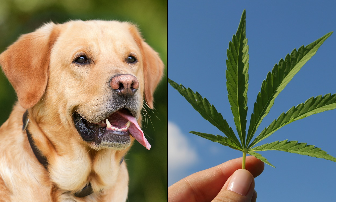 美国最大宠物研究表明：CBD可助攻击性强的狗狗保持冷静
