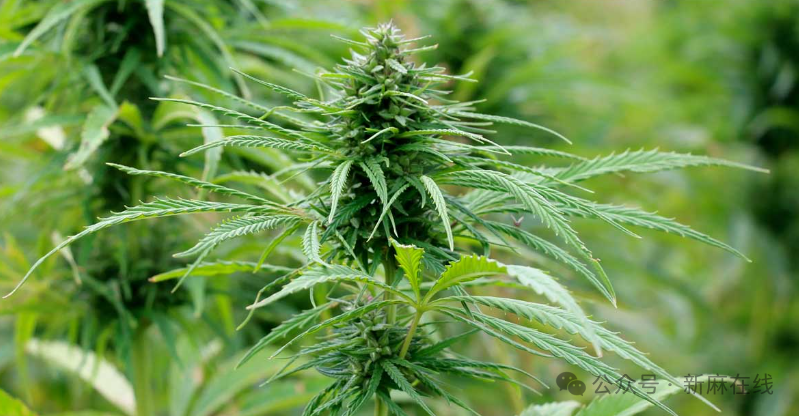 又一个国家拟将THC标准提高至1%