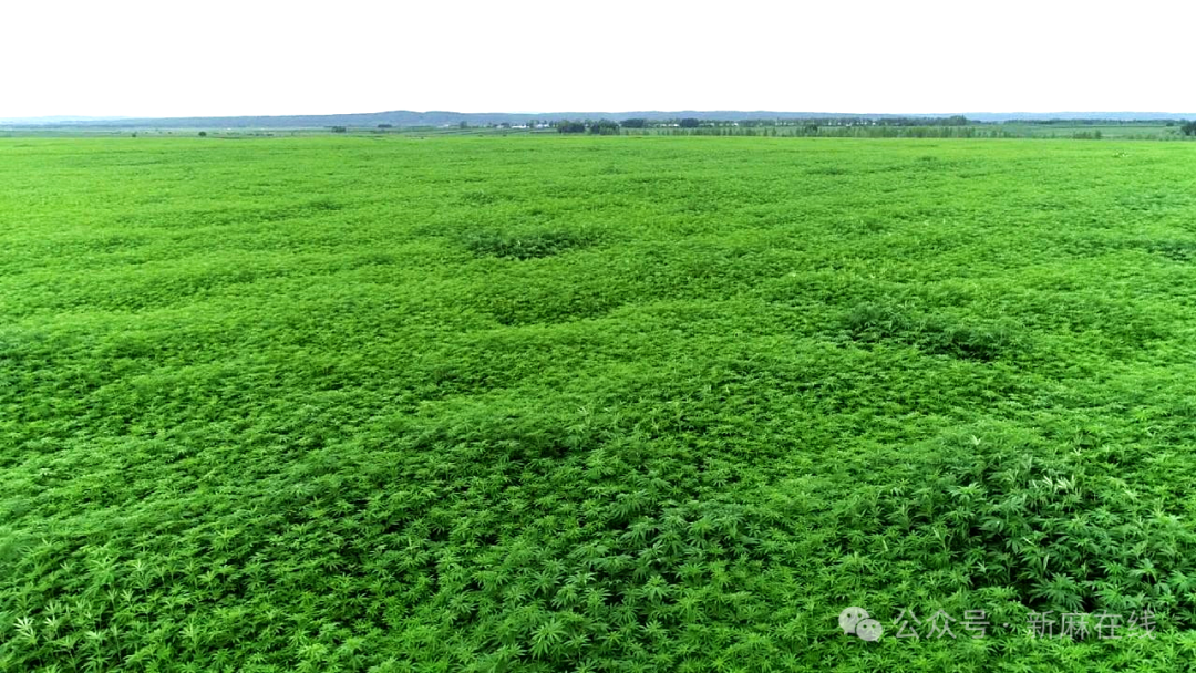 龙江森工：全链深耕汉麻产业 绿色赋能林区发展