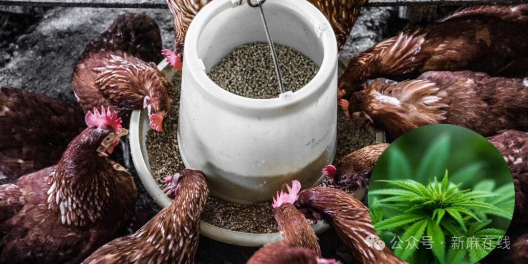 摩洛哥批准CBD家禽饲料研究