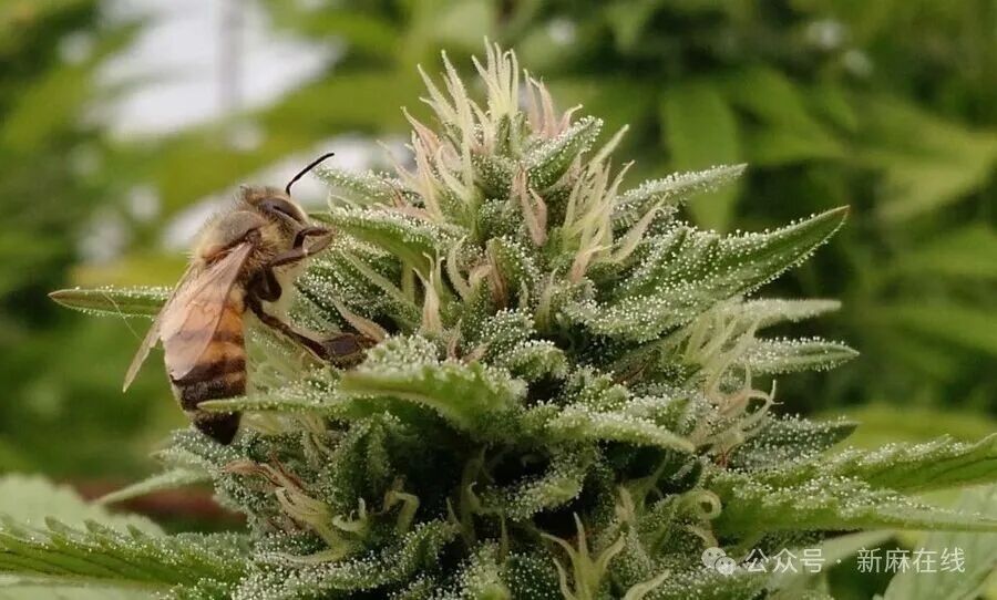 神奇大麻：蜜蜂抵御致命真菌感染的天然屏障
