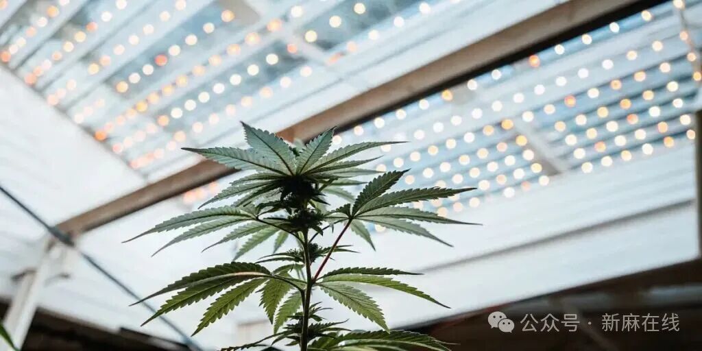 云南大学农学院：光谱对汉麻植物的花序产量和大麻素含量至关重要