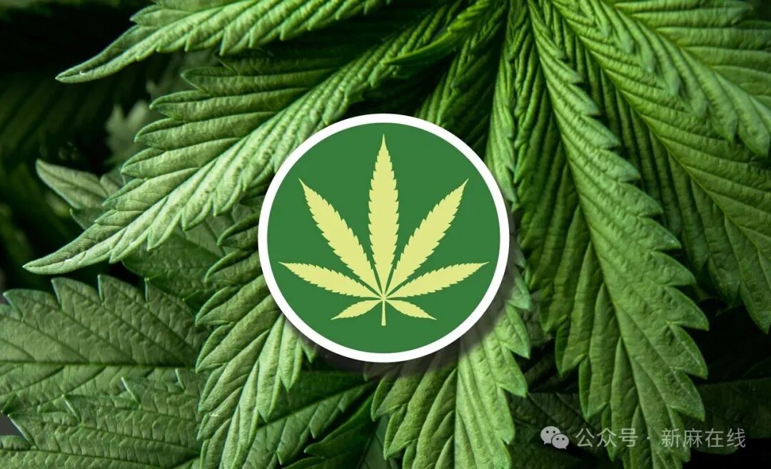 这种新型纤维汉麻品种将撼动欧洲市场