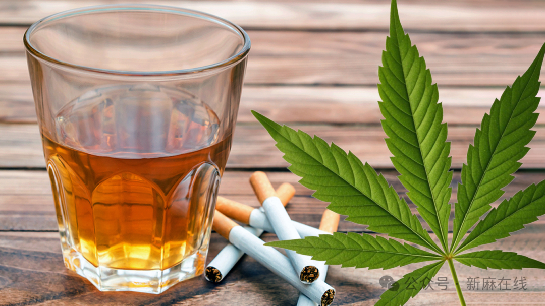 《精神药理学杂志》: 酒精和烟草的危害都比大麻大