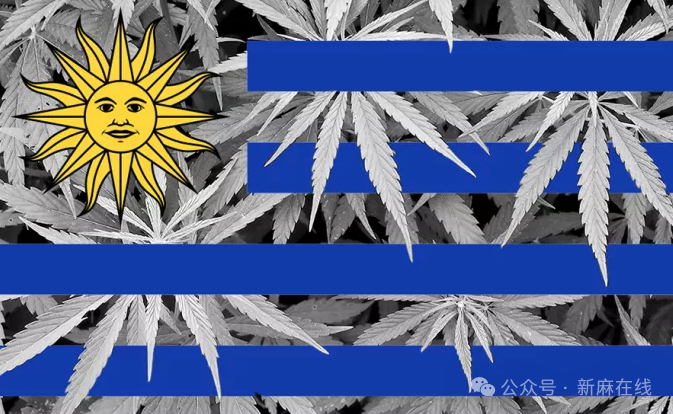 官方评估报告称，乌拉圭合法大麻产业持续挤压非法市场