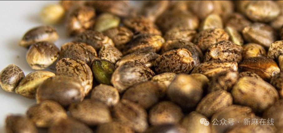 里程碑！德国大麻种子已在杂货店开售，旨在保护消费者和打击黑市