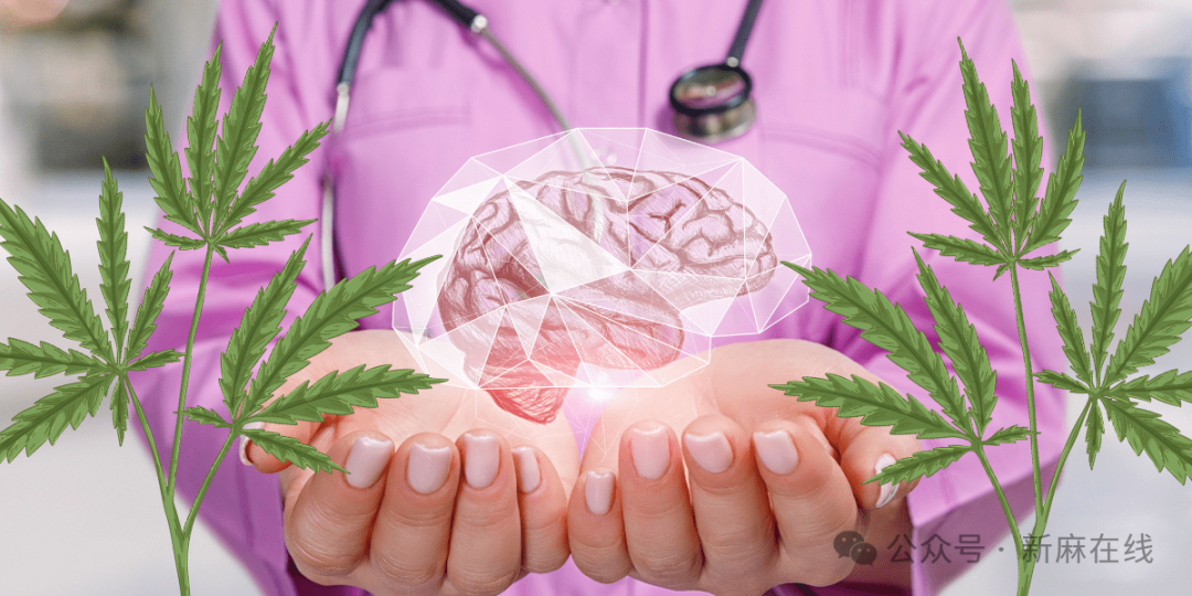 《柳叶刀》：对医用大麻在精神健康领域应用的研究综述