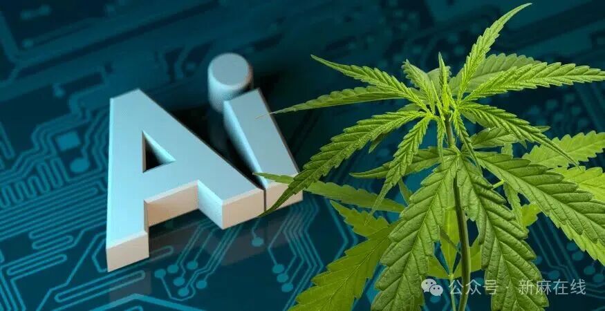AI：大麻公司的最后避难所