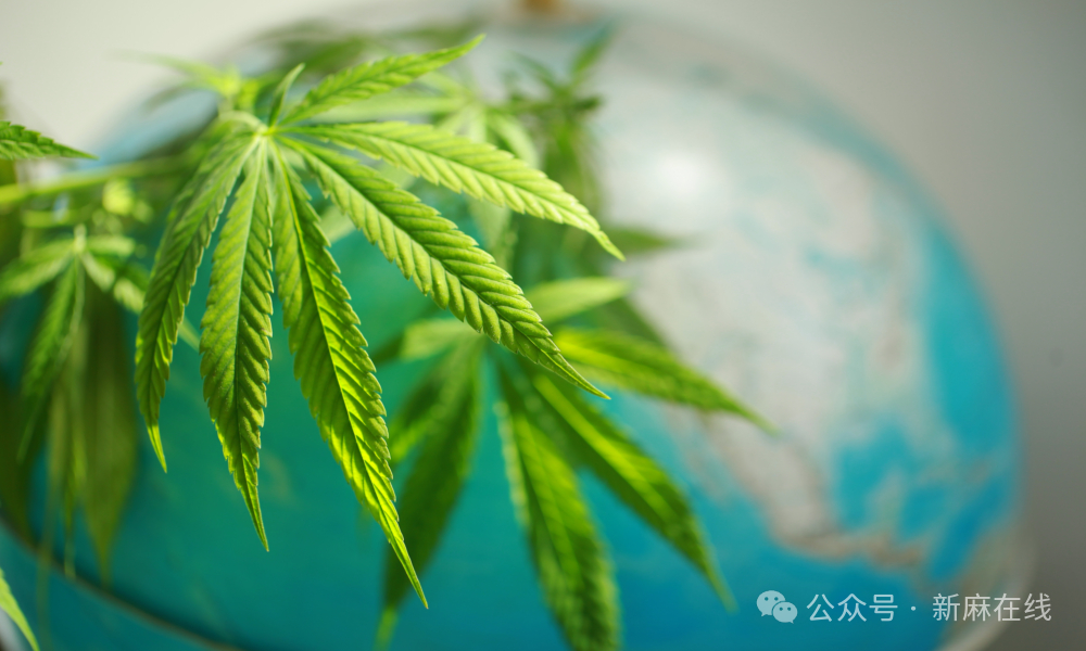 重要报告:《2026年全球医用大麻市场展望》关键见解