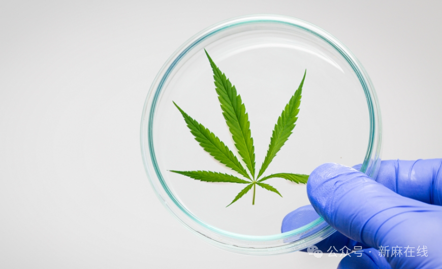 附表三与全球大麻格局：国际运营商将如何应对美国力量的崛起