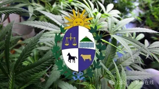 乌拉圭合法大麻又涨价了