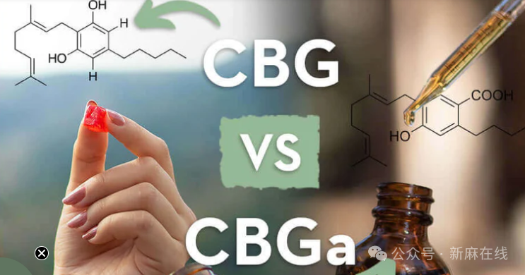 CBG 和 CBG-A：“大麻素之母” 的兴起