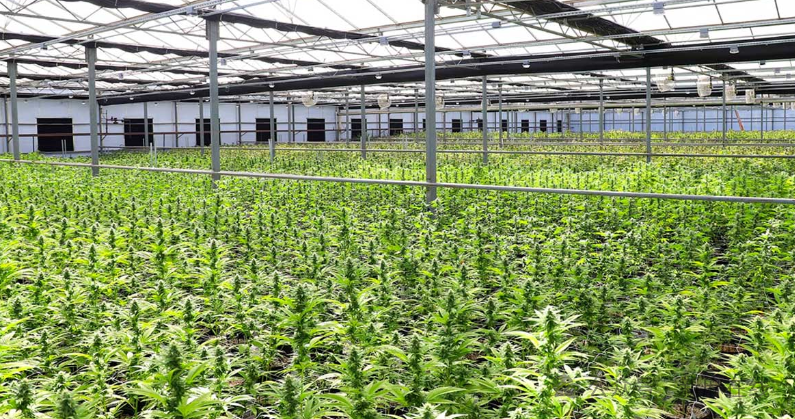 新西兰医用大麻产业迅猛发展，但监管障碍和供应短缺日益严重