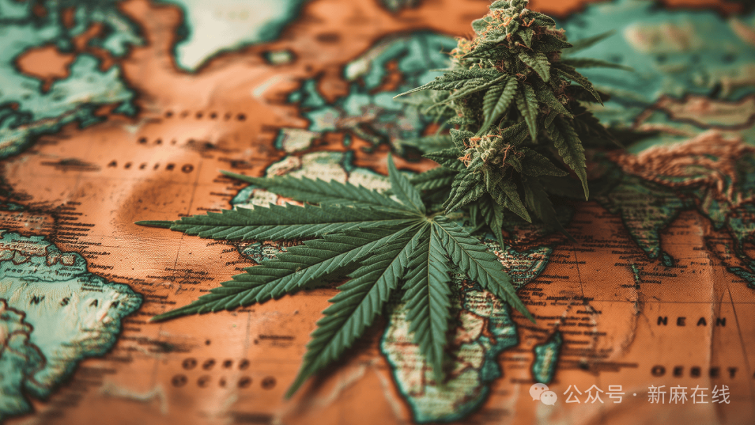 大麻列强瓜分欧洲