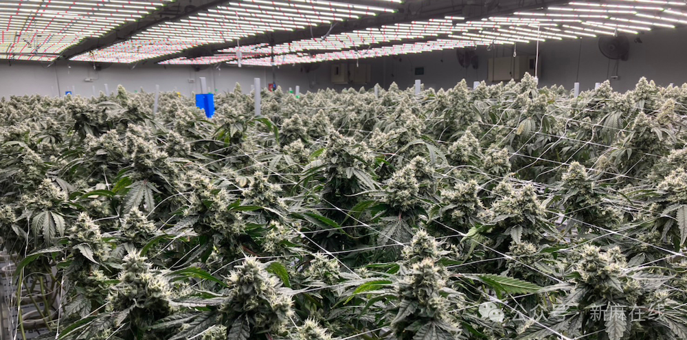 快讯！日本医用大麻首次成功“杀入”西方处方药市场