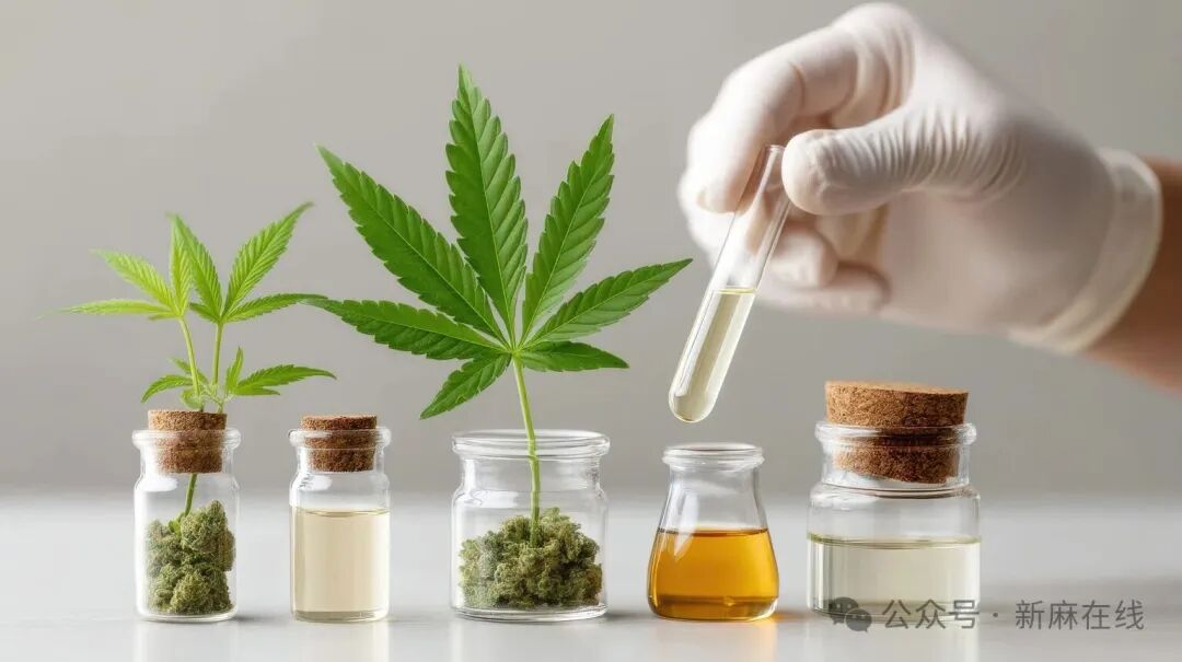 《睡眠医学》杂志：大麻与劳拉西泮疗效相当，但更安全