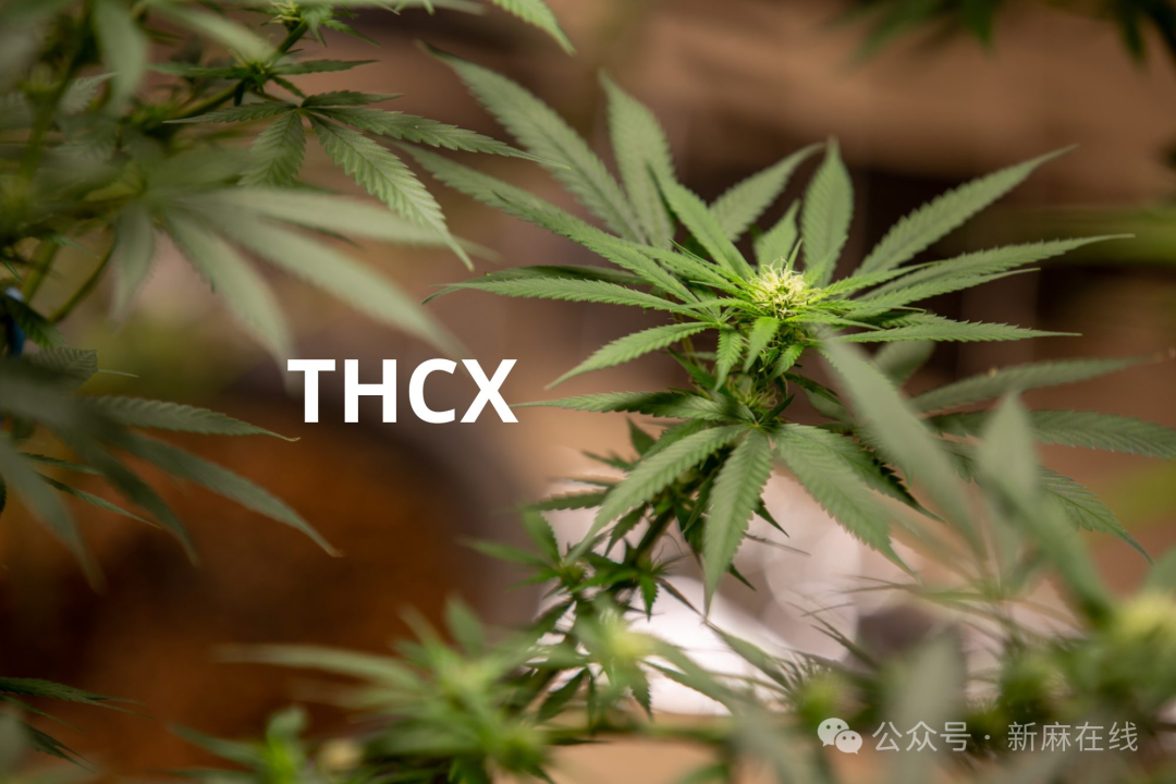 THC 软糖和新型大麻素 THCX：欧洲合法大麻产品正快速演变