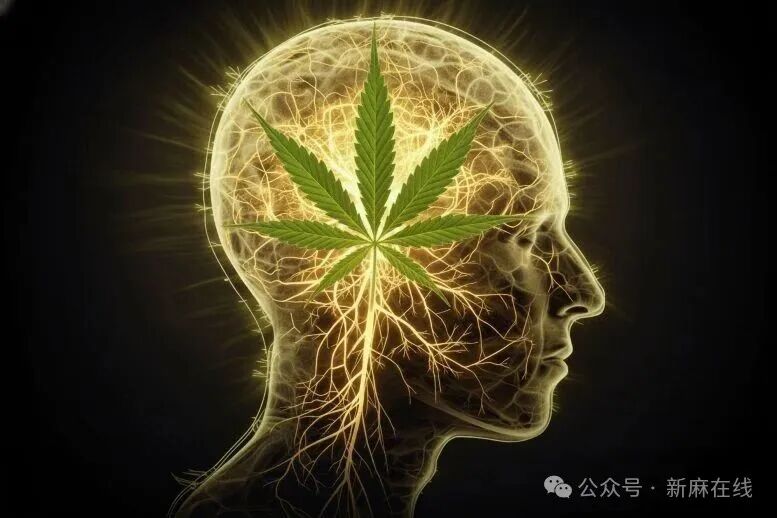 重要突破！THC和塞来昔布联合疗法有望治疗阿尔茨海默病