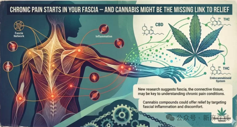 研究表明：大麻或许是缓解慢性疼痛的关键