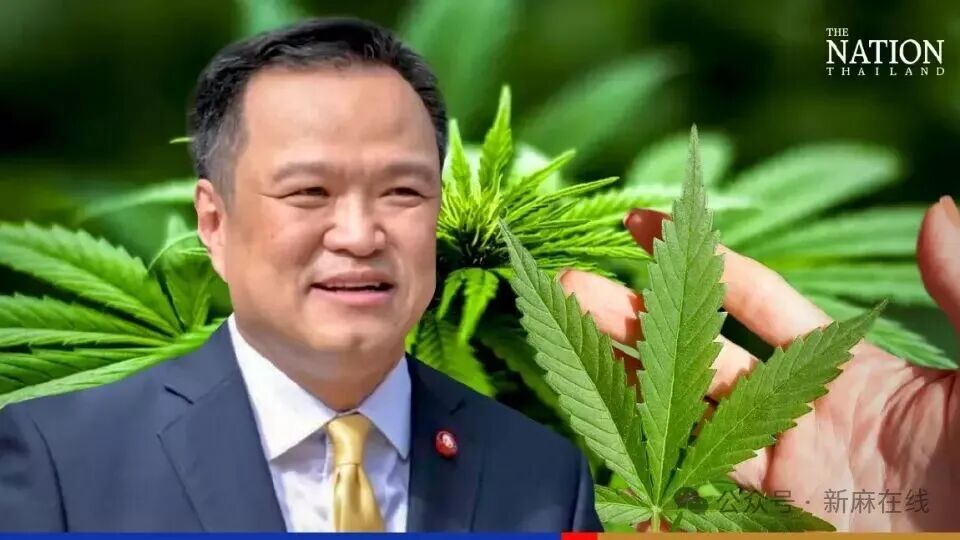 2026年泰国医用大麻最强攻略