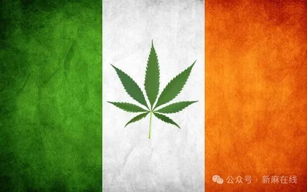 五年试验，仅数十名患者：爱尔兰医用大麻项目失败，当局即将开始审查