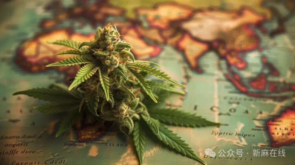 2026年主宰国际大麻供应链的关键力量