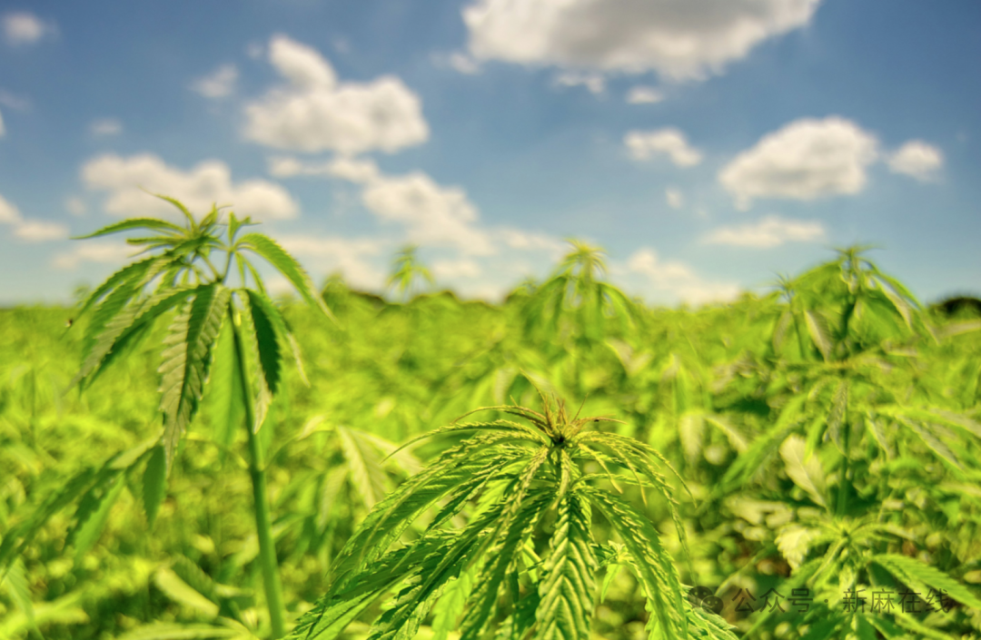 葡萄牙工业大麻种植面积两年内猛增了800%，多用途呈现压倒性趋势