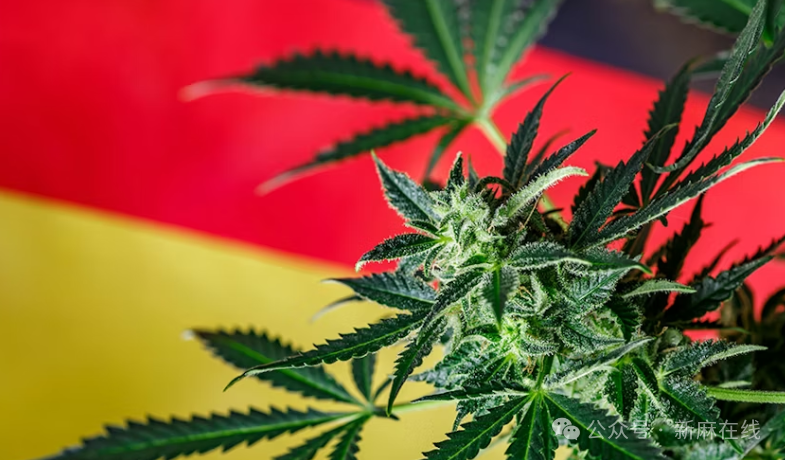 德国大麻市场究竟价值几何