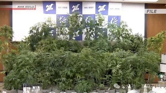 日本去年大麻案件数量创历史新高，犯罪呈现低龄化趋势