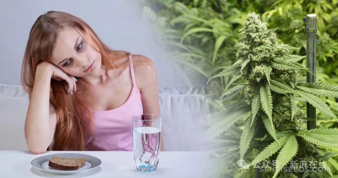 你知道吗，大名鼎鼎的 CBD 癫痫药物 Epidiolex 还可治疗.....