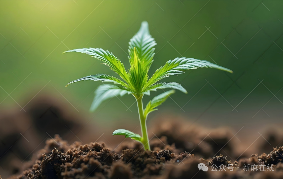 生机萌发：2026年春季全球大麻产业的整合、复苏和新供应链